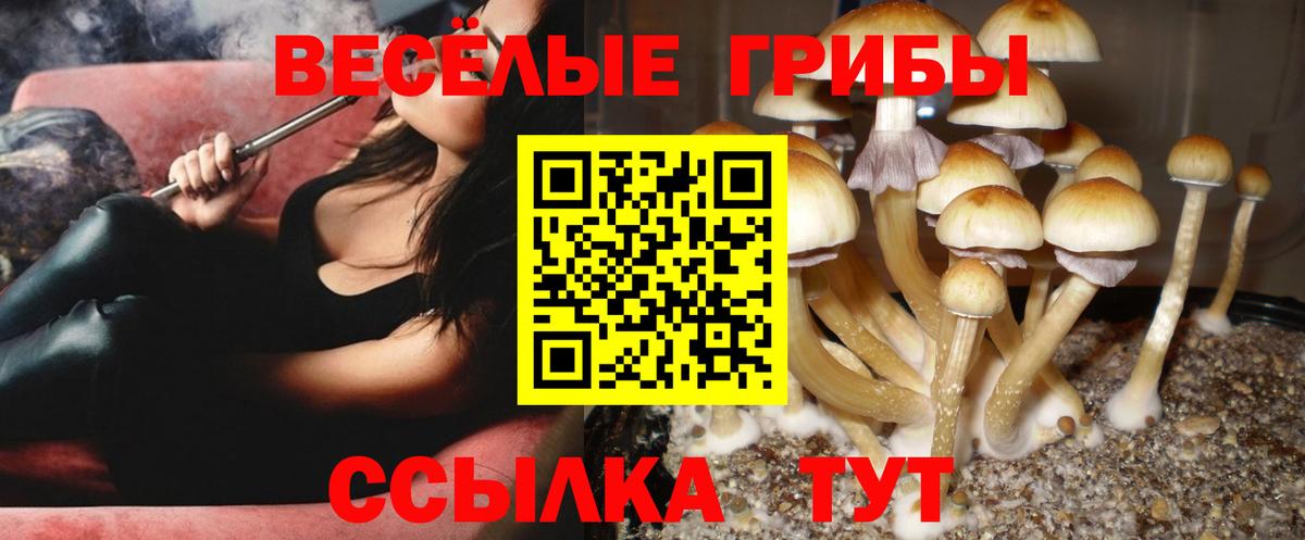 Усть-Джегута  Псилоцибиновые грибы Psilocybe  Вход с VPN  где продают наркотики  Псилоцибиновые грибы Cubensis 